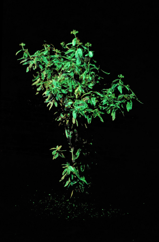 cristiano tassinari, Shinig plant, (with luminescent paint), plant, intermittent electric light, luminescent paint, 2008